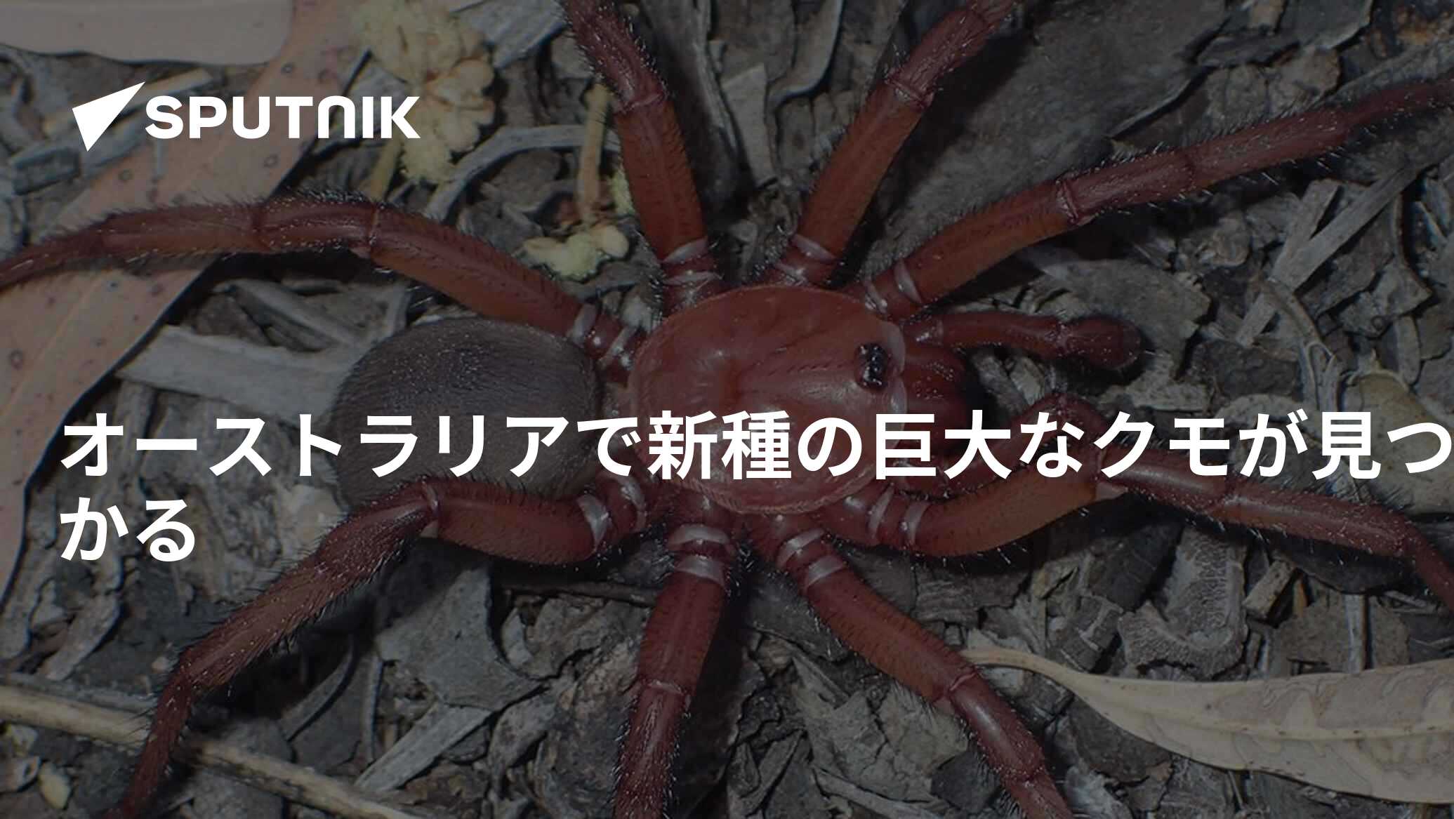 aranha gigante de alçapão