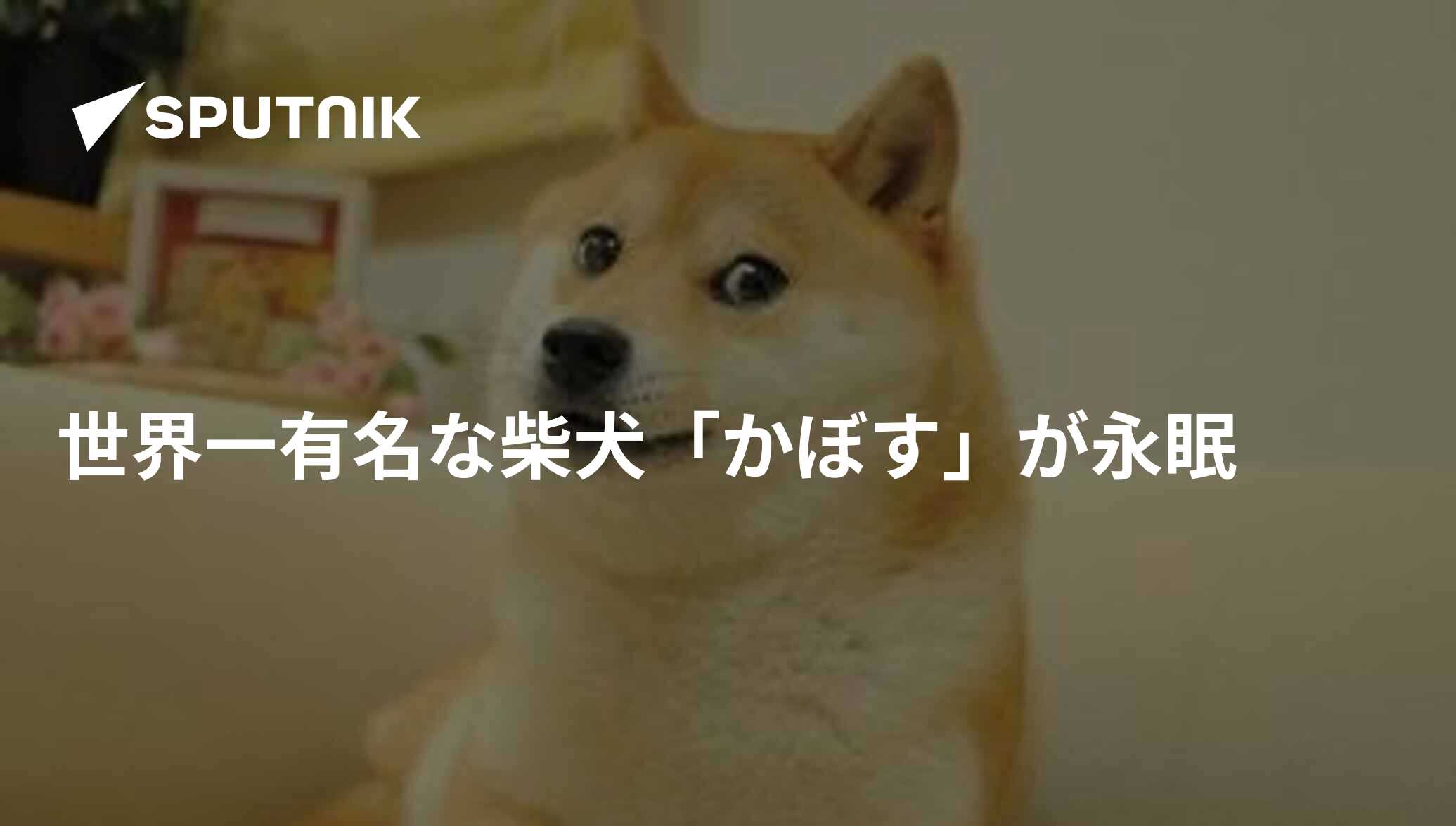 世界一有名な柴犬「かぼす」が永眠 - 2024年5月24日, Sputnik 日本