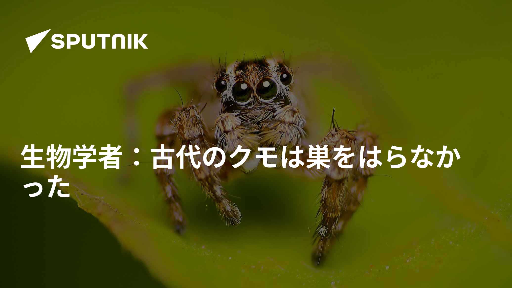 クモの生物学 | 宮下 直 |本 | 通販 | Amazon