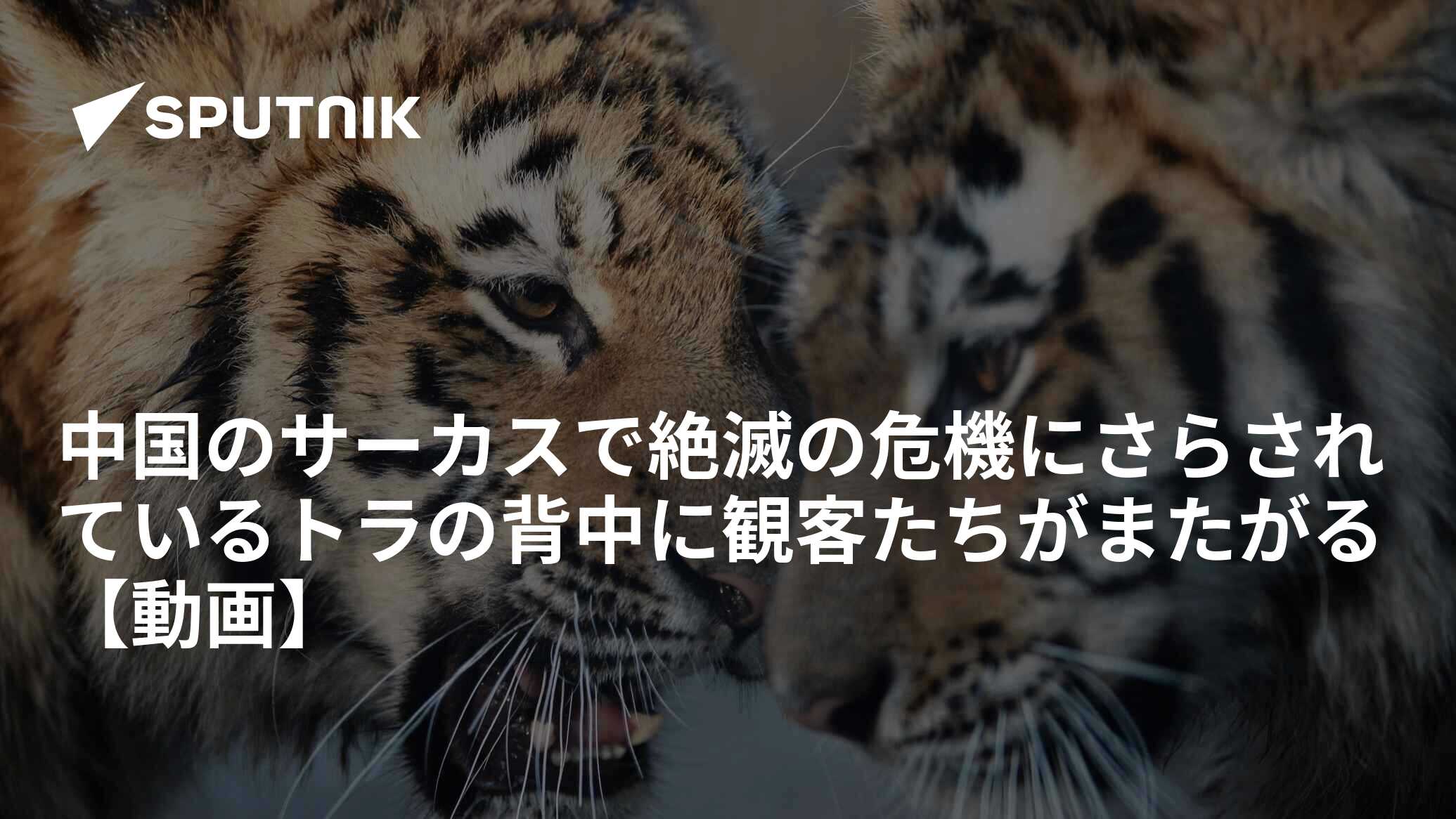 中国のサーカスで絶滅の危機にさらされているトラの背中に観客たちがまたがる 【動画】 2017年1月12日, Sputnik 日本