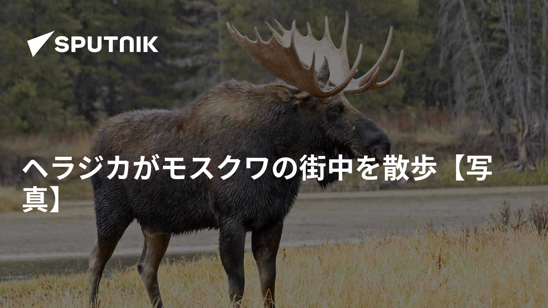 ヘラジカがモスクワの街中を散歩【写真】 - 2019年7月19日, Sputnik 日本