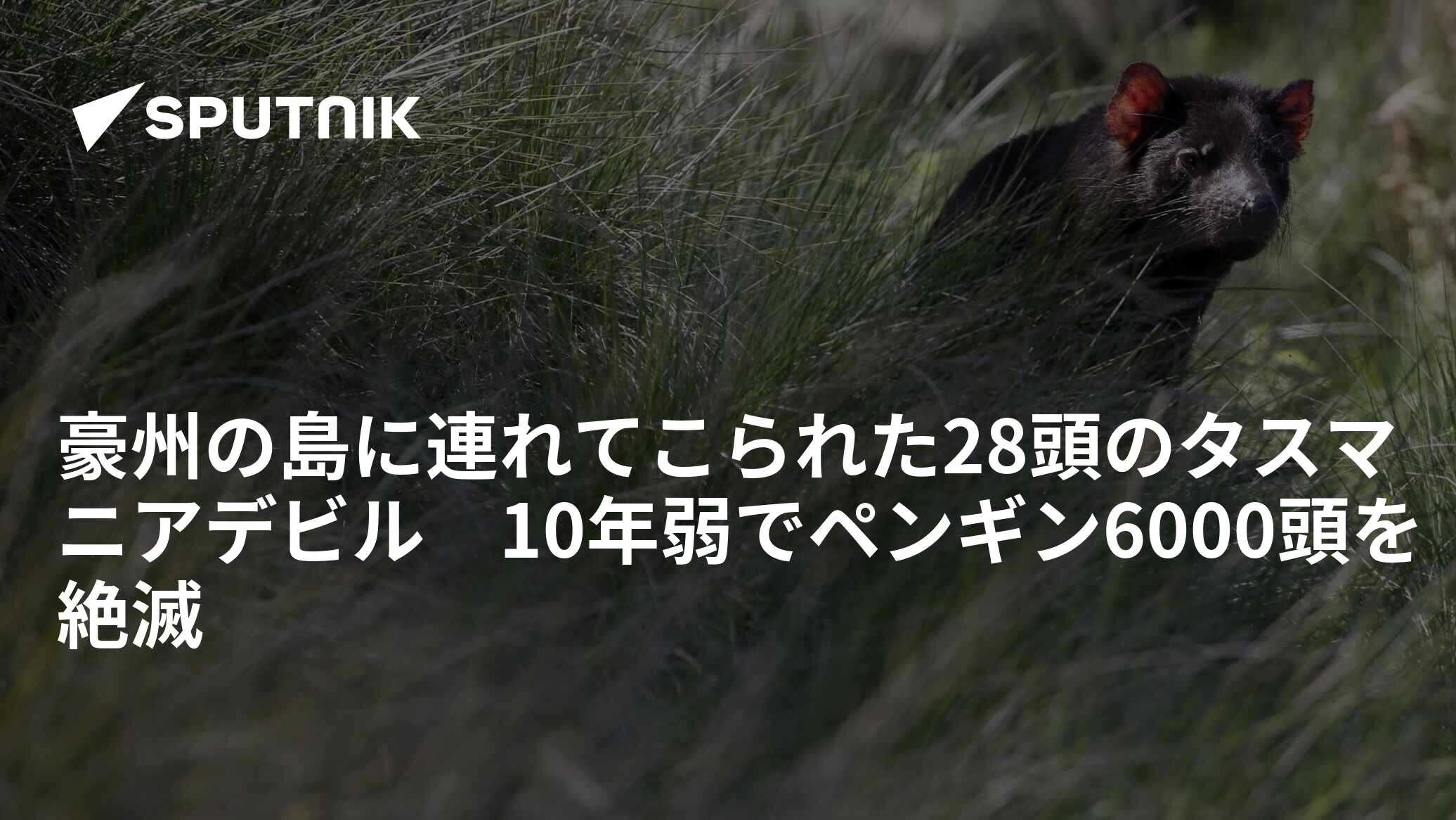 豪州の島に連れてこられた28頭のタスマニアデビル 10年弱で 豪州の島に連れてこられた28頭のタスマニアデビル 10年弱で