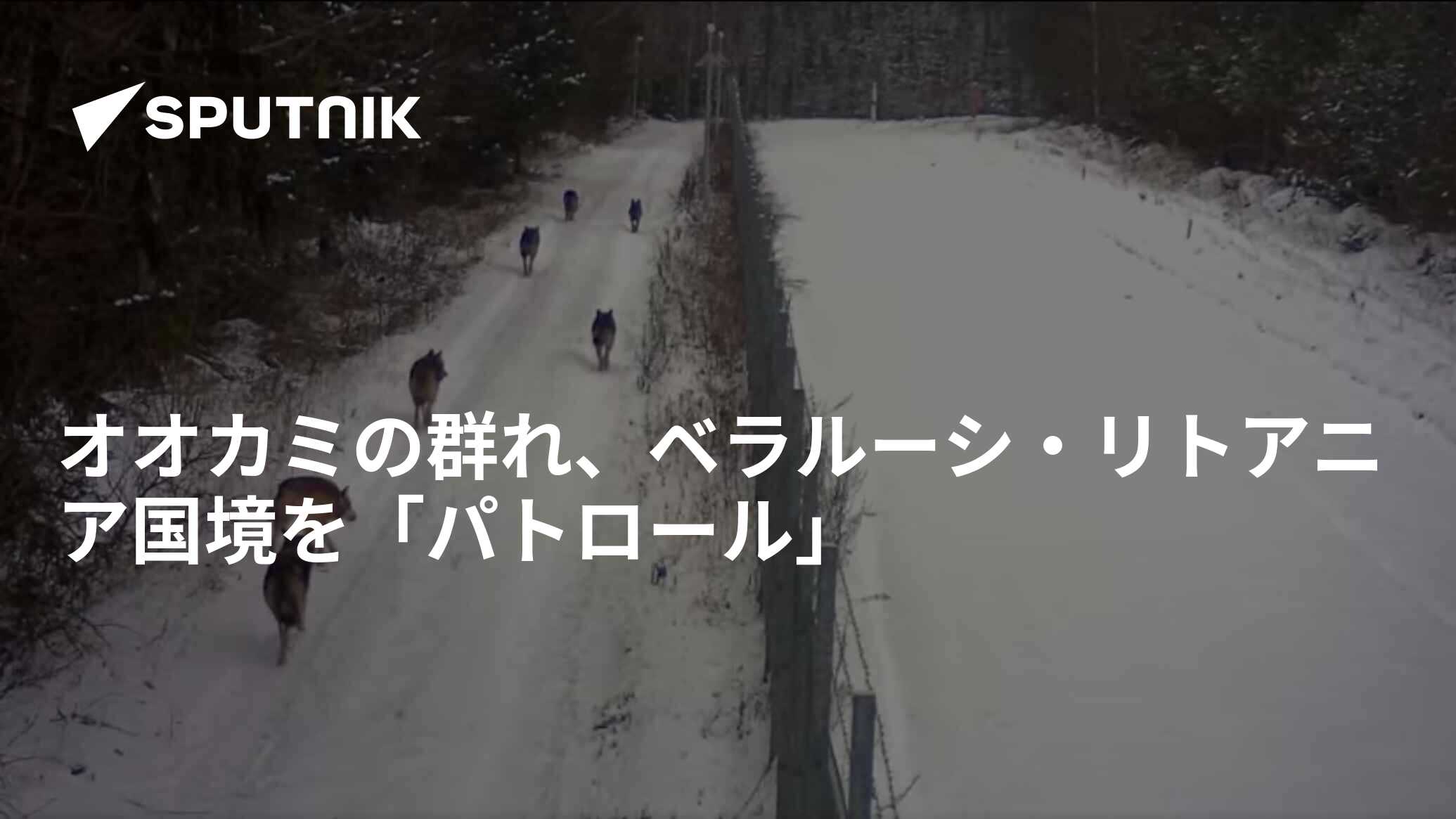 オオカミの群れ、ベラルーシ・リトアニア国境を「パトロール」 2022年1月14日, Sputnik 日本
