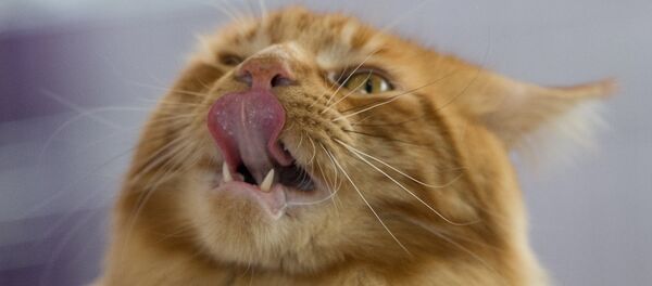 猫展「インフォ猫」 猫展「インフォ猫」 - Sputnik 日本