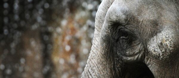 象 - Sputnik 日本