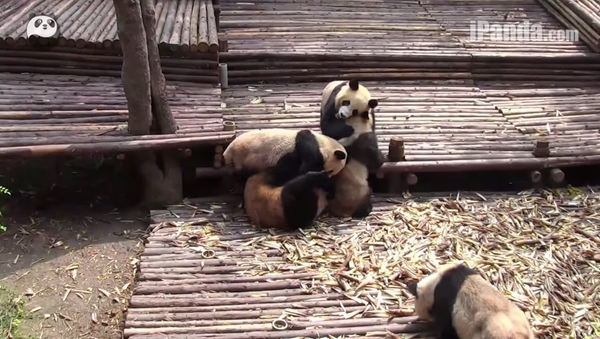 中国の動物園でパンダの大乱闘 - Sputnik 日本