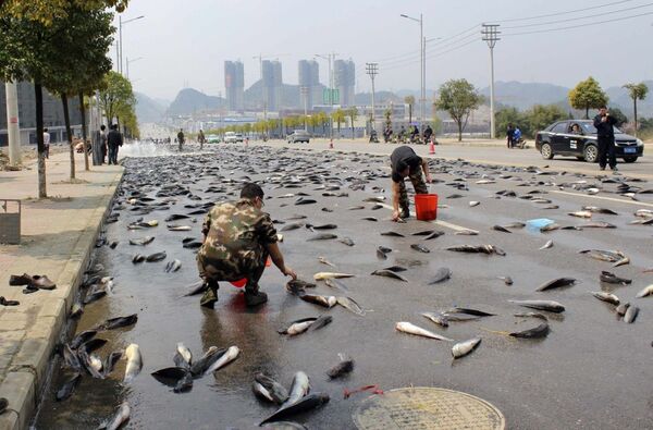 中国、６８００キロの魚を積んだトラックの車体が突如開き - Sputnik 日本