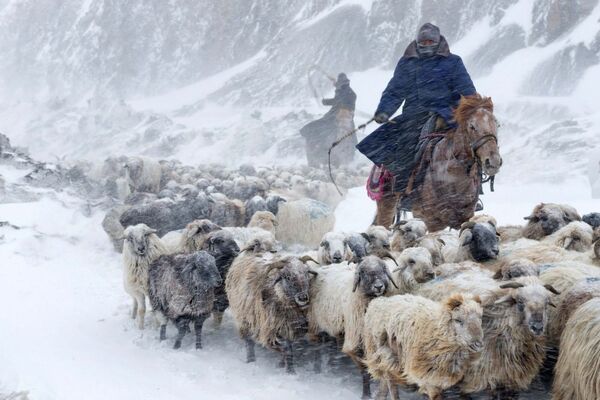 カザフスタンの羊飼い - Sputnik 日本