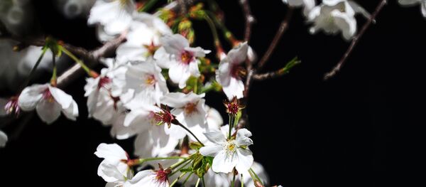 スプートニク日本にフランスから「桜餅」が届く スプートニク日本にフランスから「桜餅」が届く - Sputnik 日本