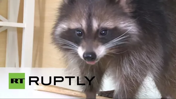 アライグマのフョードルくん - Sputnik 日本