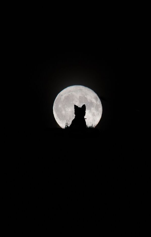 「我々の月」部門最終候補作品『Big Moon, Little Werewolf』　Kirsty Paton氏（英国）  - Sputnik 日本