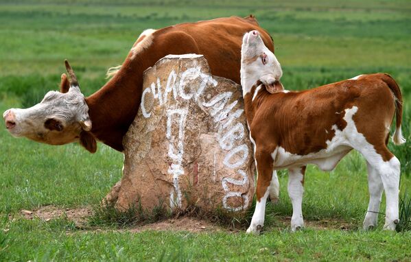 ロシアのハカス共和国の農村で草を食む牛たち - Sputnik 日本