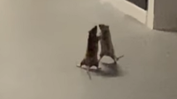 帰宅途中に偶然遭遇！　ネズミ同士の喧嘩 - Sputnik 日本