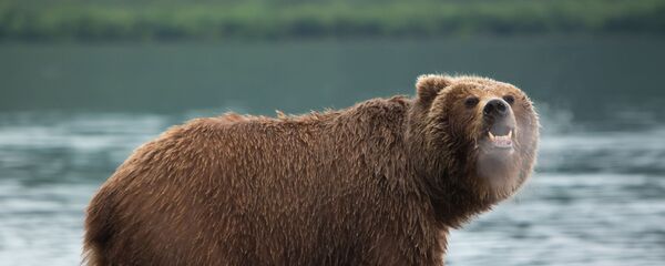 クマ クマ - Sputnik 日本