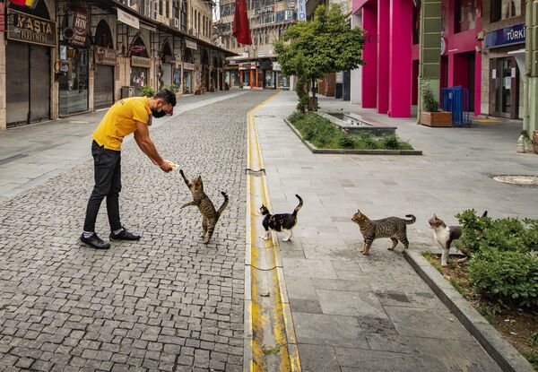 猫たちもソーシャルディスタンス
同アワード応募作品『Social distance meal order』　Mehmet Aslan氏（トルコ） - Sputnik 日本