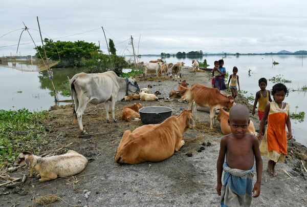 7月20日、インド北東部アッサム州モリガオン地区の洪水に見舞われた土手で、牛の横を歩く子どもたち - Sputnik 日本