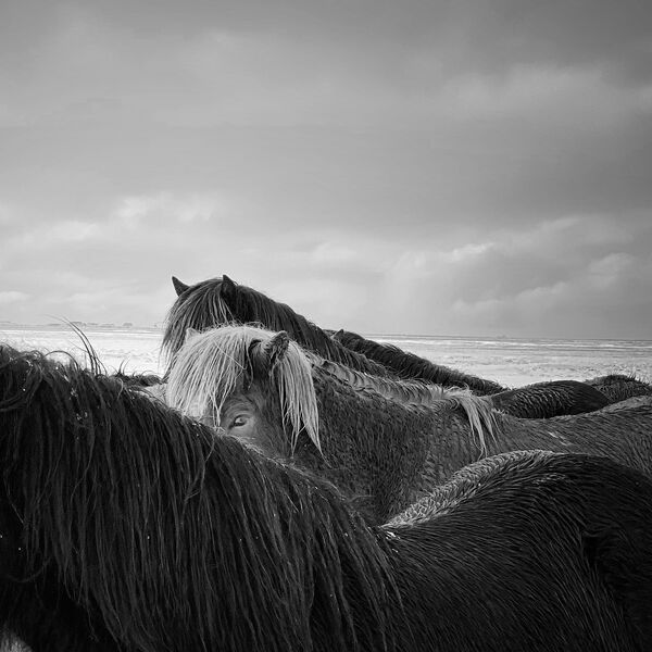 IPPAWARDS 2020　「動物」部門1位入賞作品『Horses in the storm』　Xiaojun Zhang氏（中国） - Sputnik 日本