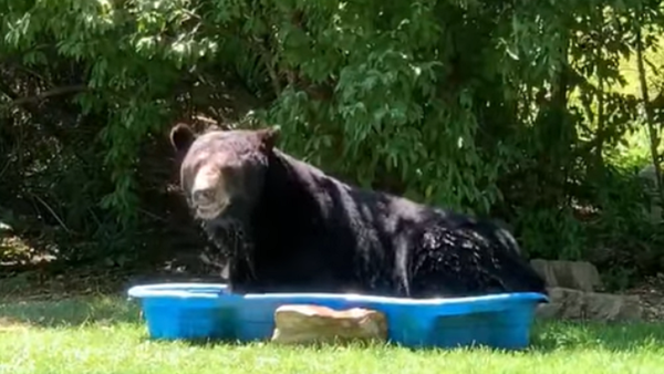 裏庭に迷い込んだ巨大クマ　のんびりプールでお昼寝 - Sputnik 日本