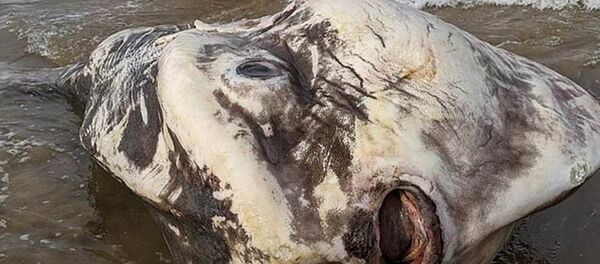オーストラリア沿岸に未確認生物が打ち上げられる オーストラリア沿岸に未確認生物が打ち上げられる - Sputnik 日本