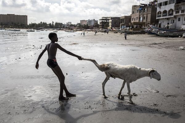 7月28日、セネガルのダカールでイード・アル＝アダ（犠牲祭）を前に、羊を洗うため引きずる若い羊農家 - Sputnik 日本