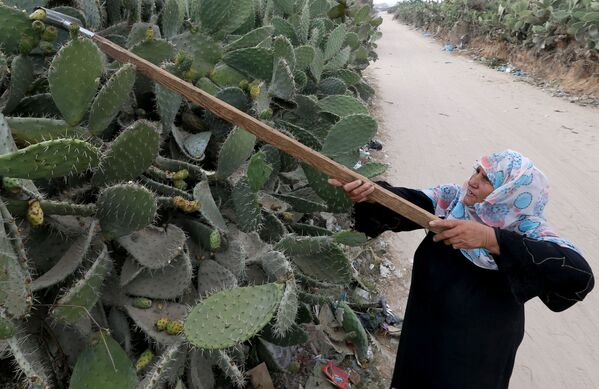 7月29日、パレスチナ自治区ガザ地区でウチワサボテンを剪定する女性 - Sputnik 日本
