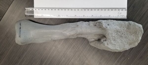 研究者が発見　7700万年前の恐竜にガン細胞 - Sputnik 日本