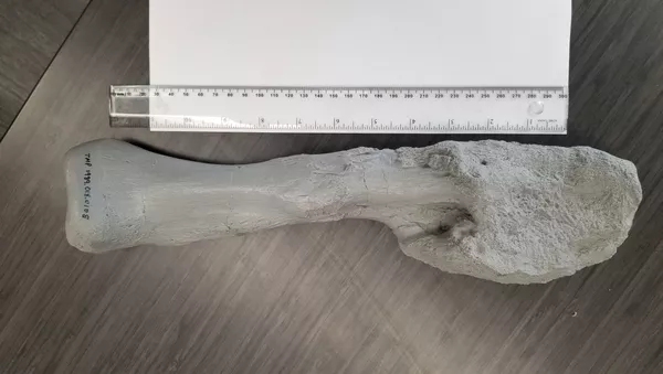 研究者が発見　7700万年前の恐竜にガン細胞 - Sputnik 日本