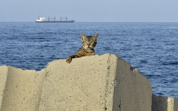 アルジェリア、首都アルジェの海沿いの遊歩道に佇む猫（2020年6月29日撮影） - Sputnik 日本