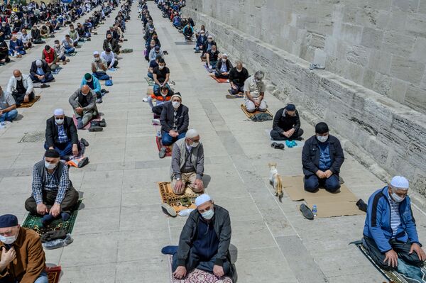 トルコ、首都イスタンブールのモスクで行われた金曜礼拝に参加する猫（2020年5月29日撮影） - Sputnik 日本