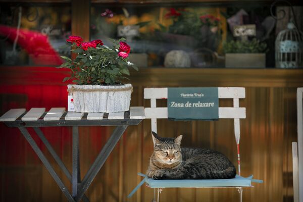 ルーマニア、首都ブカレストの花屋でくつろぐ猫（2020年5月15日撮影）
 - Sputnik 日本