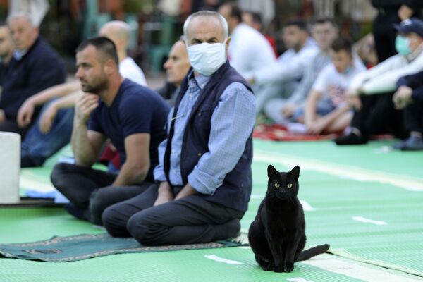 アルバニア、首都ティラナでイド・アル＝フィトルの祈りに参加する猫（2020年5月24日撮影） - Sputnik 日本