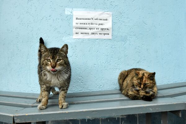 クリミア半島のヤルタで、ソーシャルディスタンス（社会的距離）の張り紙とそれを遵守する猫たち - Sputnik 日本