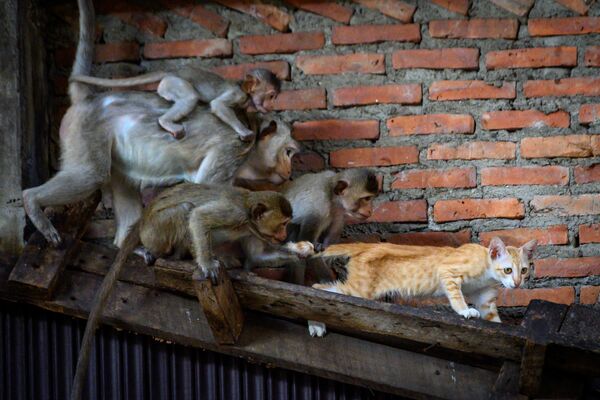 タイ、ロッブリーの廃ビルでロングテールザルに尻尾を引っ張られる猫（2020年6月21日撮影） - Sputnik 日本