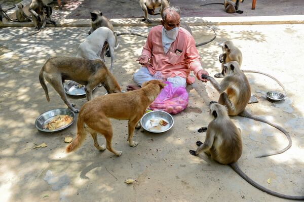8月2日、インドのアフマダーバードで野良犬とサルに餌を与える男性 - Sputnik 日本