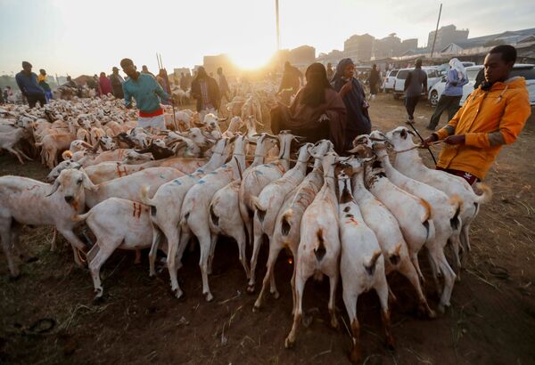 7月31日、ケニアのナイロビでイスラム教徒の祝日「イード・アル＝アドハー」を祝うためヤギを購入するイスラム教徒 - Sputnik 日本