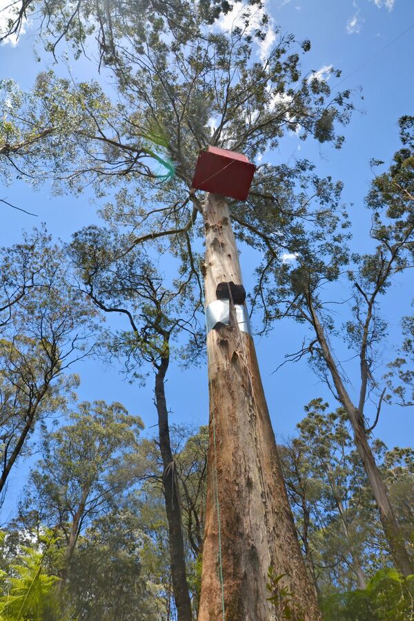 オーストラリアのトゥーランギ州立森林公園にある木の上の家「Little Red Toolangi Treehouse」。国内の原生林の伐採に抗議するために建てられた - Sputnik 日本
