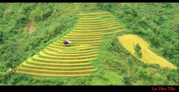 ベトナム北西部、イェンバイ省ラパンタン村の棚田に立つ小屋。 - Sputnik 日本