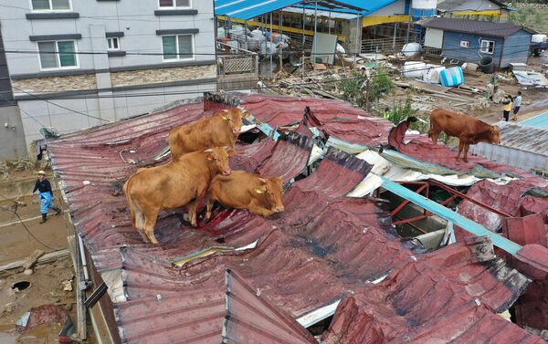8月9日、洪水の被害を受けた韓国の全羅道求礼（クレ）郡で取り残された牛 - Sputnik 日本
