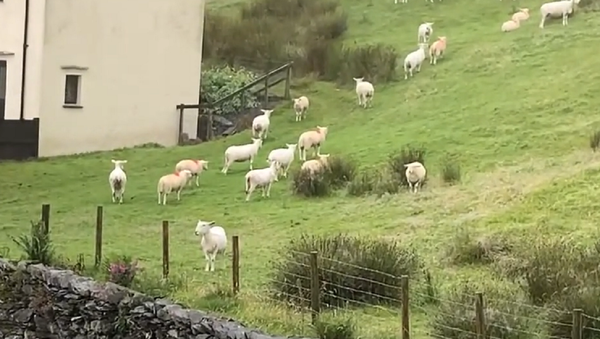 数十頭の羊が一斉に固まる - Sputnik 日本