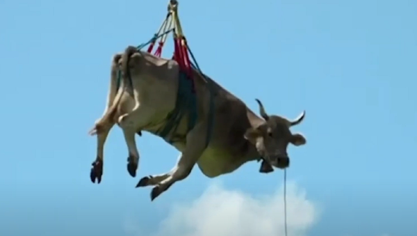 怪我を負った牛、アルプスをヘリコプターで空中移動 - Sputnik 日本