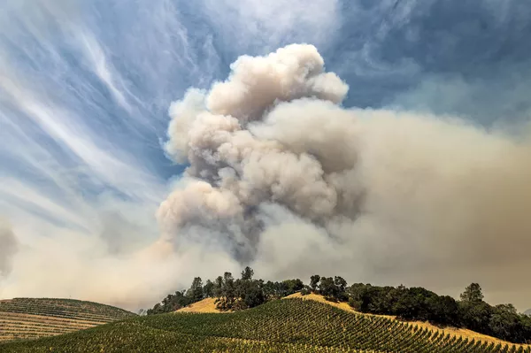 カリフォルニア州ナパ郡のブドウ畑上空にのぼる煙 カリフォルニア州ナパ郡のブドウ畑上空にのぼる煙 - Sputnik 日本