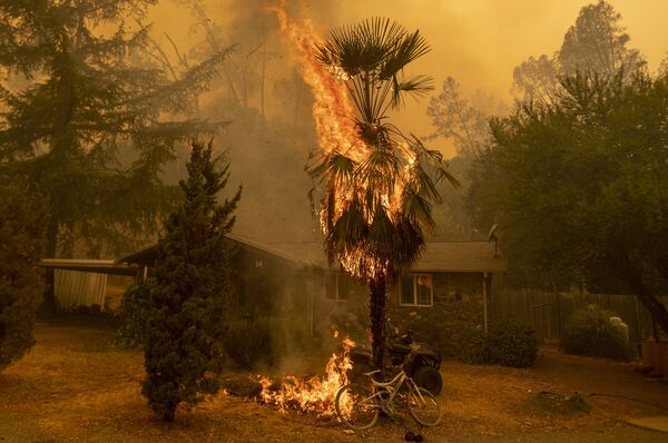 8月18日、カリフォルニア州ナパ群の民家で火が燃え移ったヤシの木 - Sputnik 日本