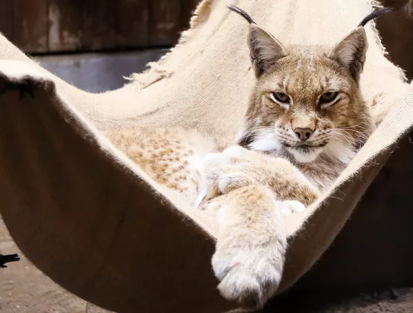 ロシア、クラスノヤルスクの動物園に暮らすシベリアオオヤマネコ ロシア、クラスノヤルスクの動物園に暮らすシベリアオオヤマネコ - Sputnik 日本