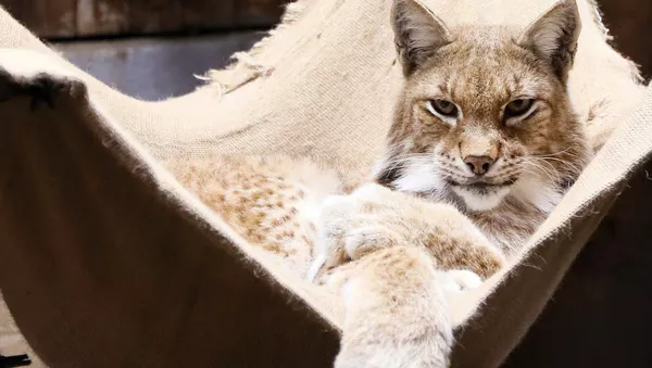 ロシア、クラスノヤルスクの動物園に暮らすシベリアオオヤマネコ - Sputnik 日本