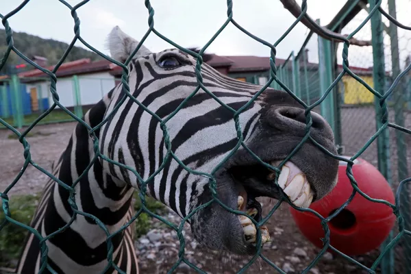 ロシア、クラスノヤルスクの動物園に暮らすシマウマ ロシア、クラスノヤルスクの動物園に暮らすシマウマ - Sputnik 日本