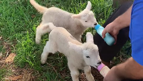 食欲旺盛！　ミルクに駆け寄る羊の赤ちゃんたち - Sputnik 日本