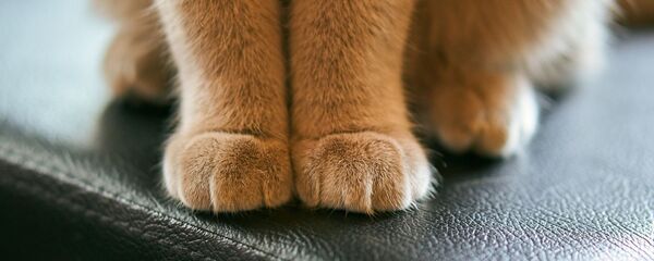 猫（アーカイブ写真） - Sputnik 日本