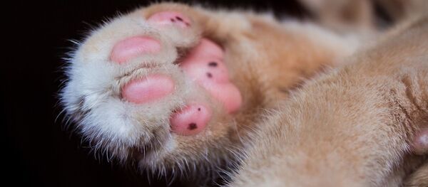 猫（アーカイブ写真） - Sputnik 日本