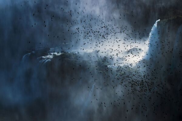 「Birds in the Environment」部門1位入賞作品『SWIFTS OVER IGUAZÚ FALLS』　Francesco Filippo Pellegrini氏（イタリア） - Sputnik 日本