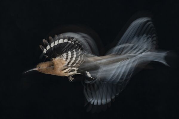 「Birds in Flight」部門1位入賞作品『HOOPOE FLIGHT AT LOW SPEED』　Gadi Shmila氏（イスラエル） - Sputnik 日本